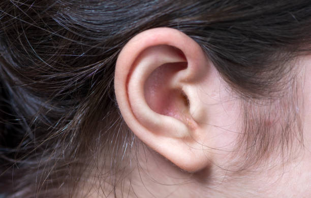 Female ear stock photo Female ear stock photo Earlobe stock pictures, royalty-free photos & images