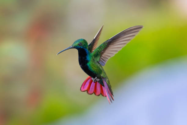 istock A male Black-throated Mango hummingbird (Anthracothorax nigricollis) hovering in the air with a blurred background. 1307601036