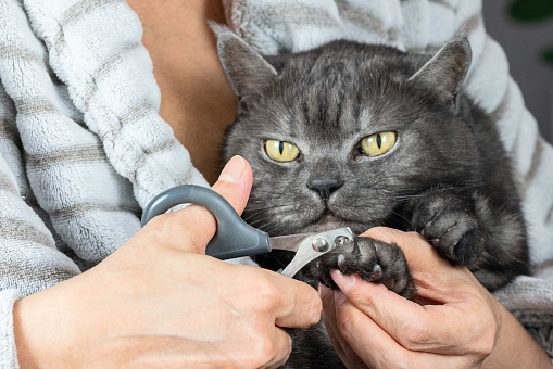 cat groom