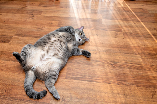 Obese British shorthair cat lying on his back on the parquet floor