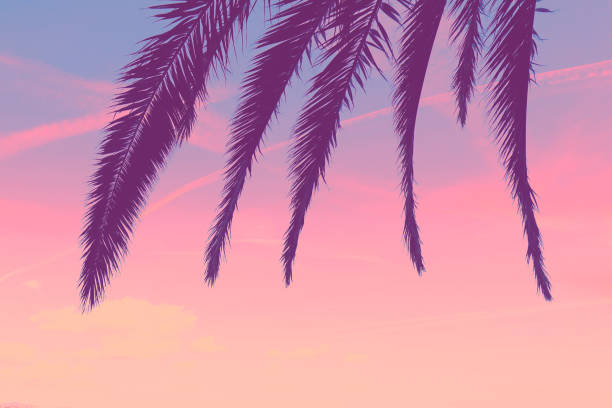 istock Palm tree branches against a gradient sunset sky. Tropical nature background 1307601804