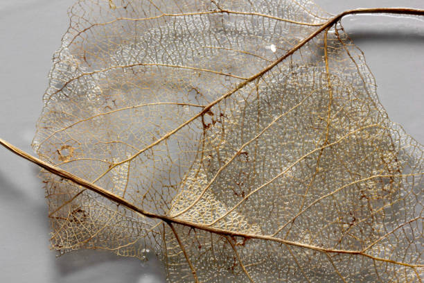 istock Leaves skeleton background. Nature abstraction. 1307601945