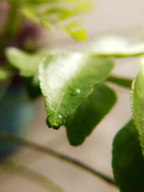 istock Closeup of water drop on Leaf. 1307602014