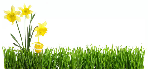 herbe verte avec le bouquet de fleur et l’oeuf de pâques découpés et isolés sur le fond blanc - daffodil flower isolated cut out photos et images de collection