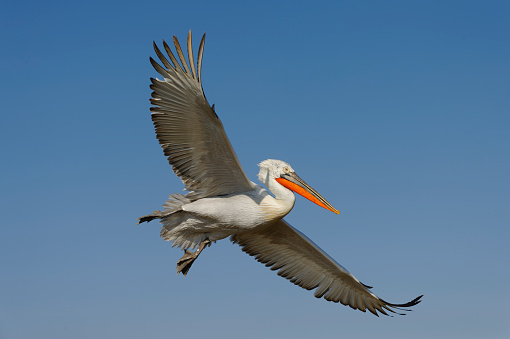 Dalmatian pelican flying (Pelecanus crispus)