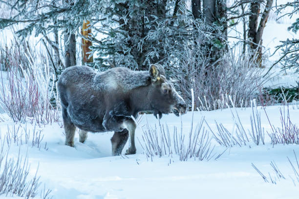 istock Young bull moose walking in deep snow 1307603831