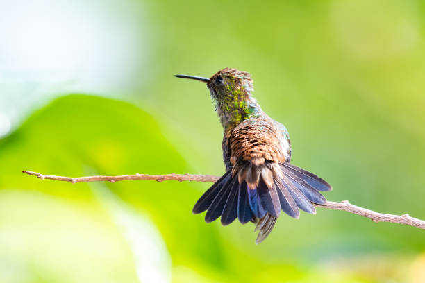 istock A Copper-rumped hummingbird (Amazilia tobaci) sun bathing with his tail flared. 1307607063