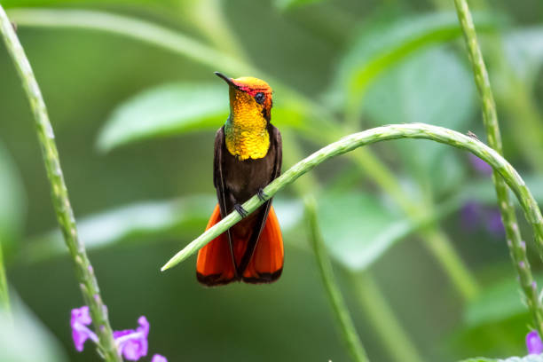 istock A male Ruby Topaz hummingbird (Chrysolampis mosquitus) perching in a Vervain plant. 1307607065
