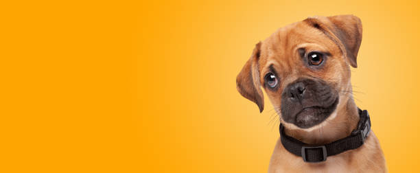 portrait of a pugelier puppy in front of an orange gradient background. half pug half cavlier king charles spaniel