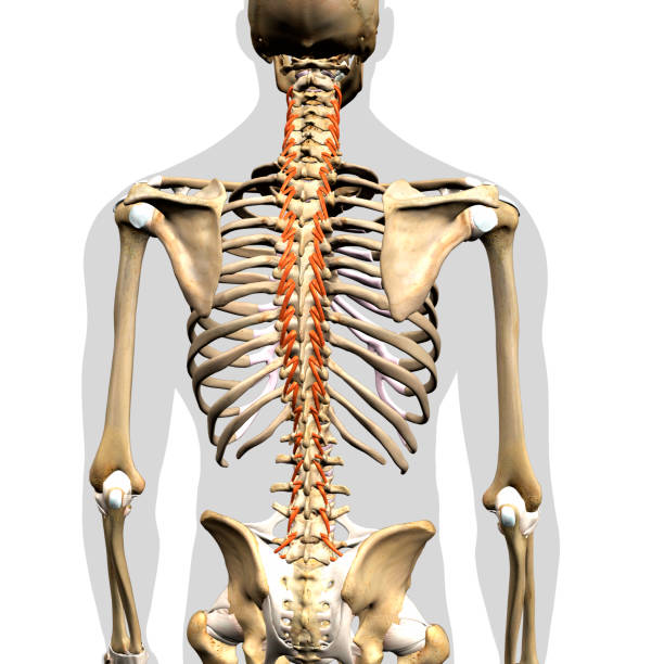 istock Rotatores Spinae Muscles Isolated on Skeletal System 1307607360