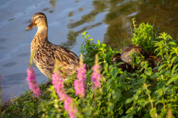 Mama duck standing in the sun while her ducklings are sill sleeping - fotografia de stock