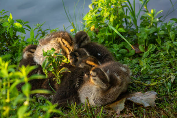 Sleeping ducklings - fotografia de stock