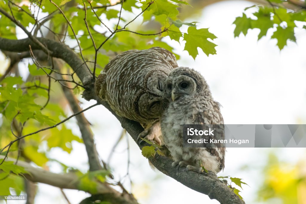 A Mother's Love Mother barred owl and her owlet on a branch in the forest. The baby had just left the nest for the first time and was rewarded with food and affection from its mother. Barred Owl Stock Photo