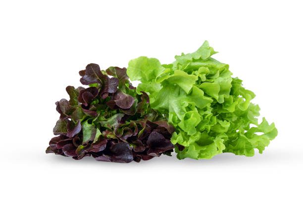 fresh butterhead with red and green oak lettuce on a white background, hydroponic salad - oak leaf imagens e fotografias de stock