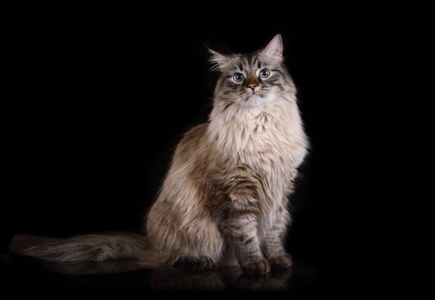 istock Lovely Siberian cat sitting over black 1307608483