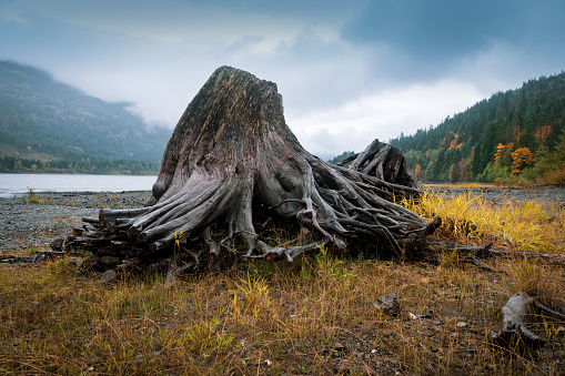 Driftwood along the riverbank located in Strathcona Provincial park on Central Vancouver Island.
