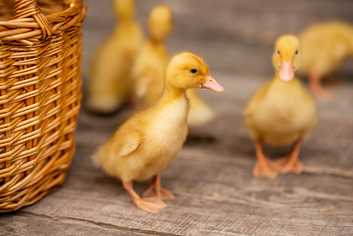 Yellow ducklings running on the wooden floor of the backyard veranda in the village