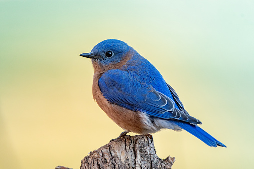 A Blue Jay bird is seen perching on a branch near a hibiscus flower in a fall morning sunrise.  The bird is seen looking sideways and at the camera.  The fall colors are blurred in the photo background.