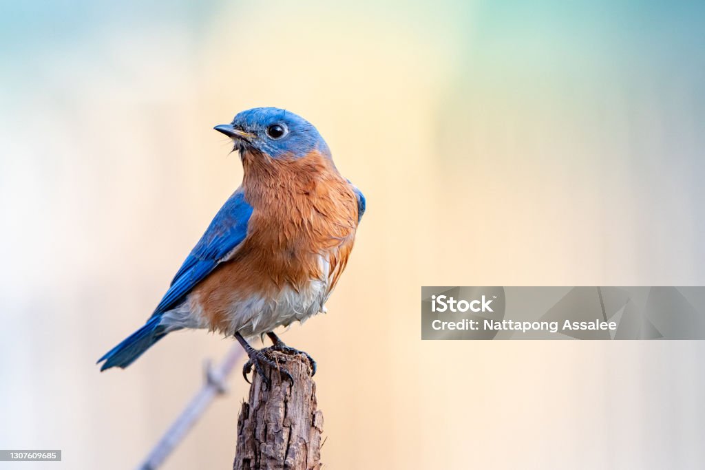 Bluebird Male Eastern Bluebird perching on tree stump. Bluebird - Bird Stock Photo