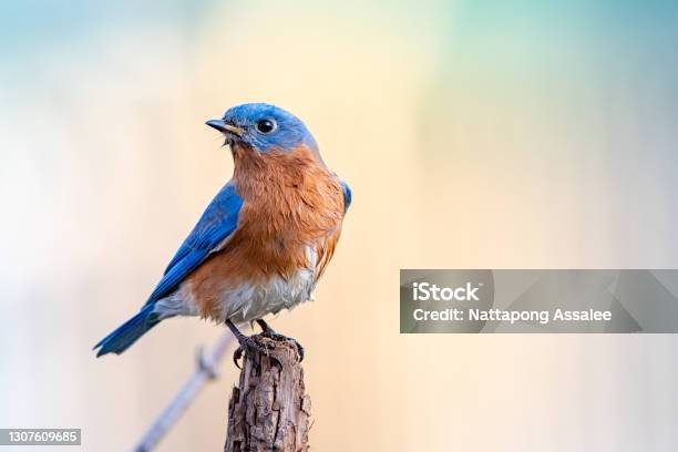 Bluebird Stock Photo - Download Image Now - Bluebird - Bird, Eastern Bluebird, Springtime