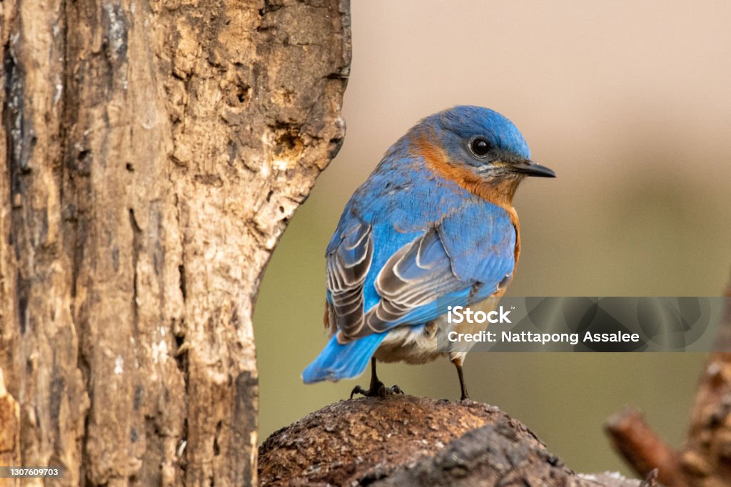 Bluebird Male Eastern Bluebird perching on tree stump. Bird Stock Photo
