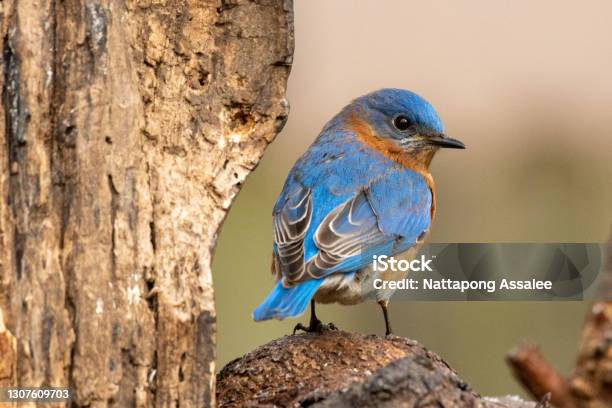 Bluebird Stock Photo - Download Image Now - Bird, Bluebird - Bird, Springtime