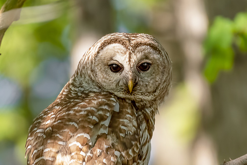 Close-up portrait of a beautiful female barred owl