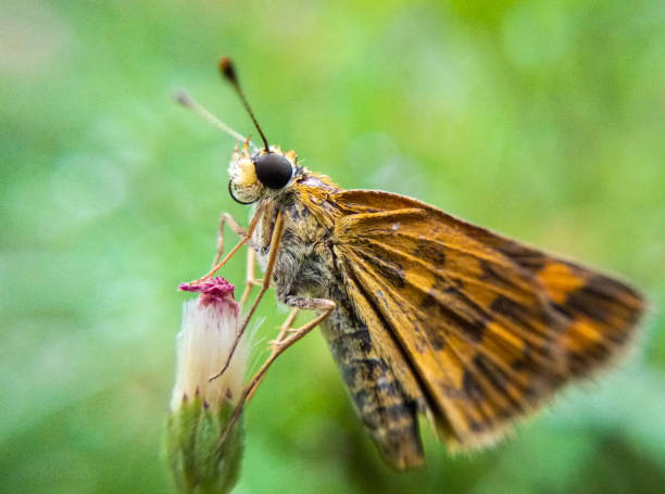istock Macro image of beautiful butterfly 1307611168
