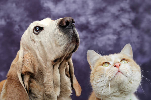 Basset hound and red cat on a colored background.