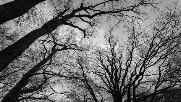 istock Black and white photo. Leafless tree branches against the sky. View from below. 1307612341