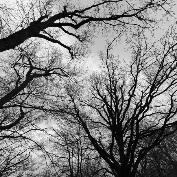 istock Black and white photo. Leafless tree branches against the sky. View from below. 1307612358