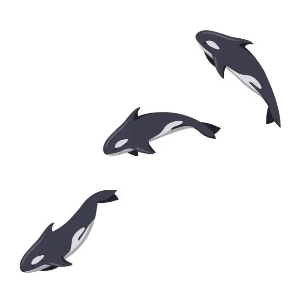 Vector illustration of Dynamic jump of Killer whale in Cartoon style, vector Orca diving on white isolated background, concept of Ocean life and Aquatic Animals, Nature and Environment, also Wildlife.