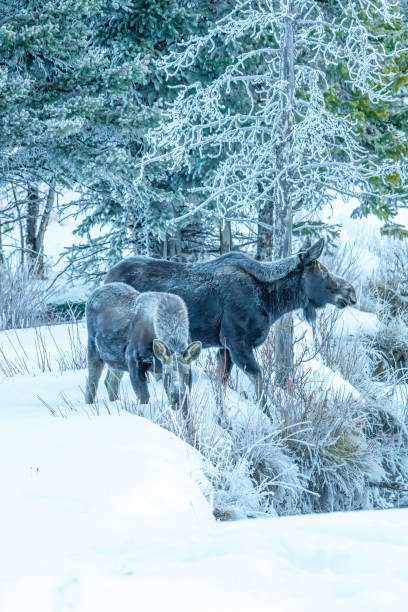 istock Young bull moose and mother moose foraging in deep snow 1307613589