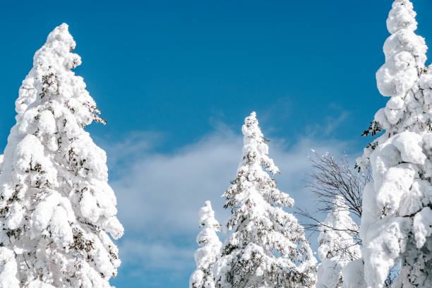 istock Winter trees under blue sky. Upper branches of firs under snow. 1307613621
