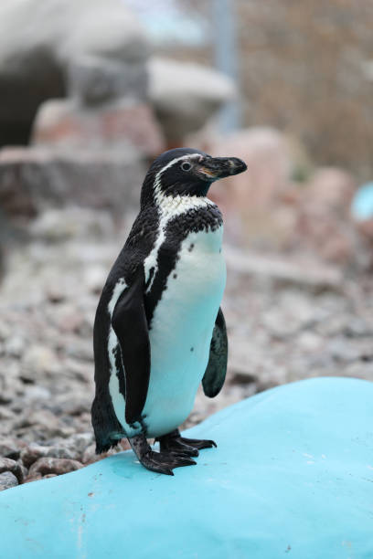 Zoo Penguin Vertical stock photo