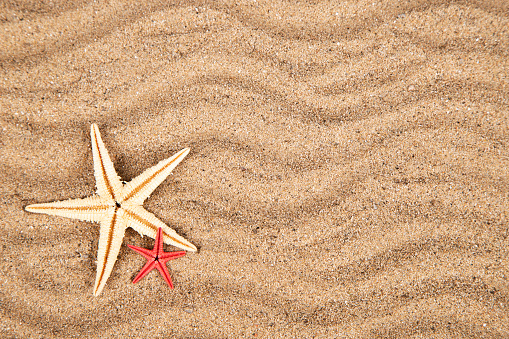 Tropical summer sand beach with starfish on coastline and sky background. Summer holiday vacation on sea or beach concept.
