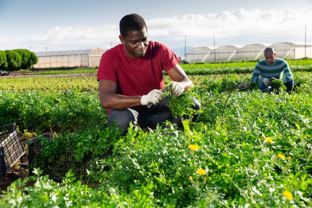 istock Aframerican worker harvesting parsley on vegetable plantation 1307616762