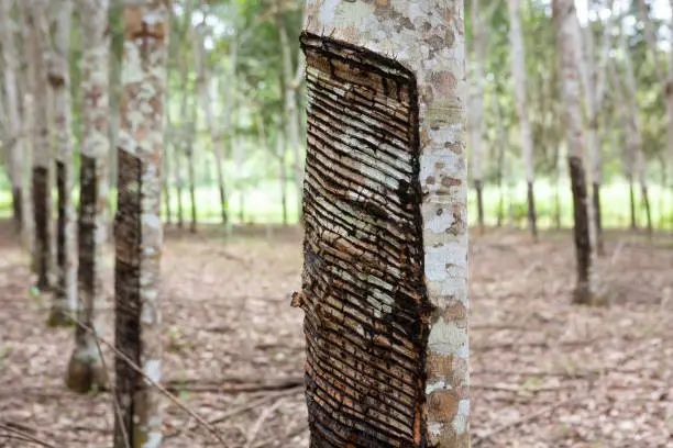 Close up of rubber tree, seringueira, cut to produce natural latex in a farm in the amazon rainforest, Xapuri, Acre, Brazil. Concept of ecology, environment, agriculture, industry, nature,