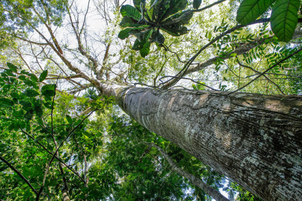 lindo tronco de mogno, swietenia macrophylla, linda árvore na floresta em um dia ensolarado de verão na floresta amazônica. amazonas, natureza, biodiversidade, meio ambiente, ecologia, conceito de conservação. - mogno - fotografias e filmes do acervo