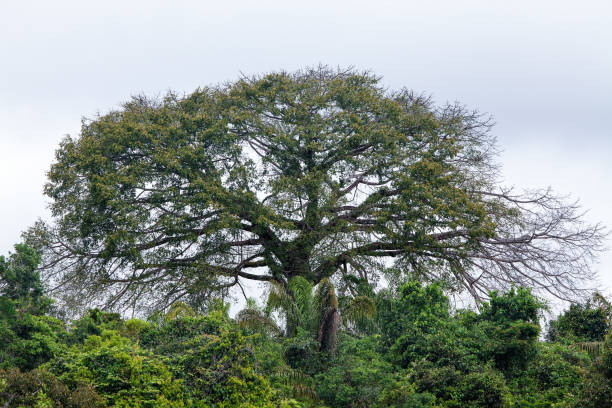 вид на великолепное бразильское ореховое дерево, bertholletia excelsa, самый высокий в лесу в солнечный летний день в тропических лесах амазонки. кон - mogno стоковые фото и изображения