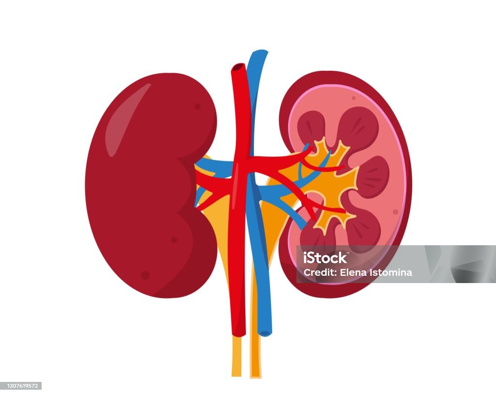 Human Kidneys Organ Icon On White Background Stock Illustration ...