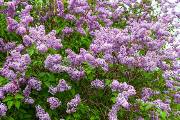 istock Pink-purple lilac flowers. 1307620642