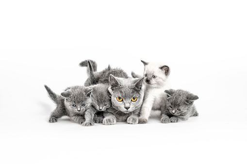 cat family on white