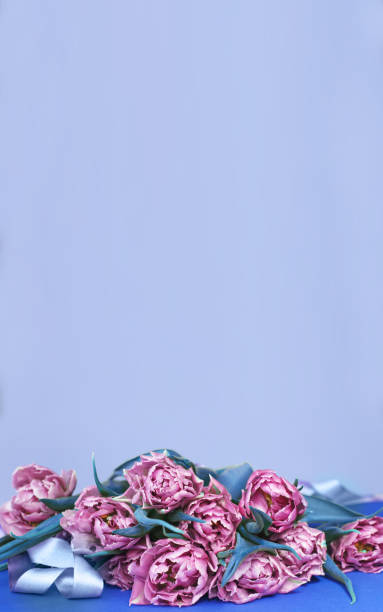 istock purple flowers tulips on blue background with copy space 1307621880