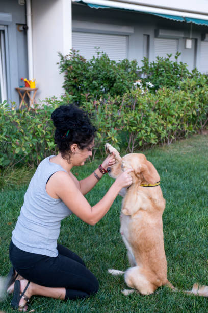 istock Golden Retriever and its owner are playing on the grass 1307621964