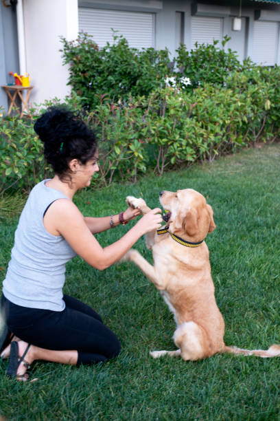 istock Golden Retriever and its owner are playing on the grass 1307622140