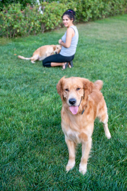 istock Golden Retriever and its owner are playing on the grass 1307622145