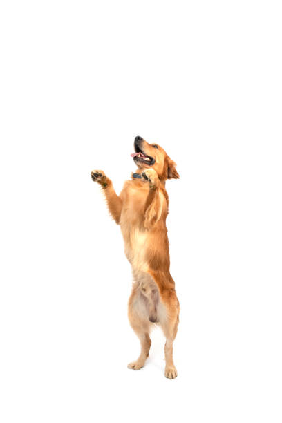 istock Golden retriever dog is standing on white 1307622147