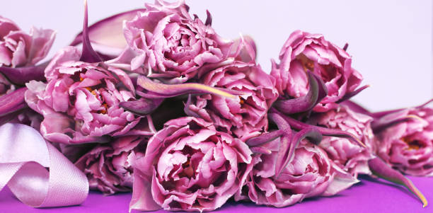 istock purple flower tulips on blue background with copy space. banner 1307622237