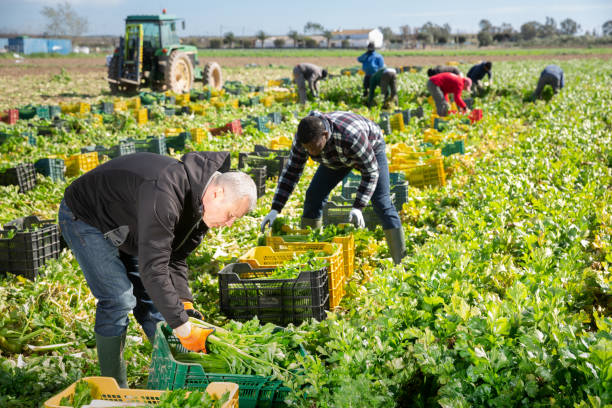 istock Man arranging crop of celery in boxes 1307622259